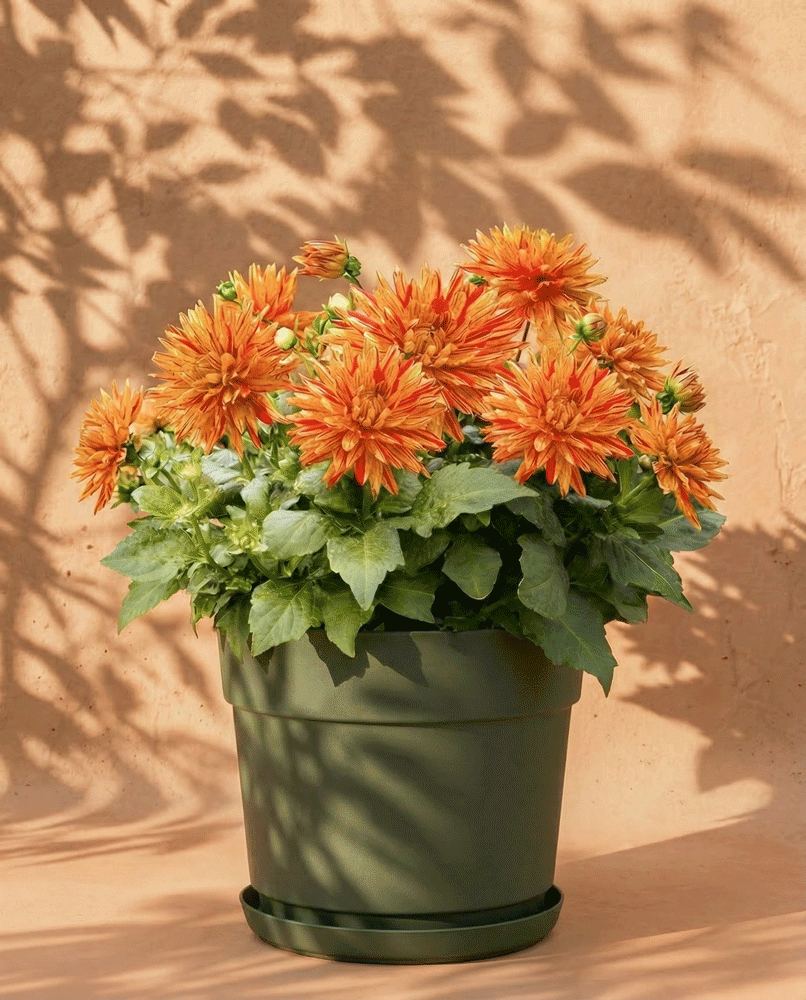 feey-dahlien-hellorange-knollenpflanze-dahlia-striped-vulcan image 7
