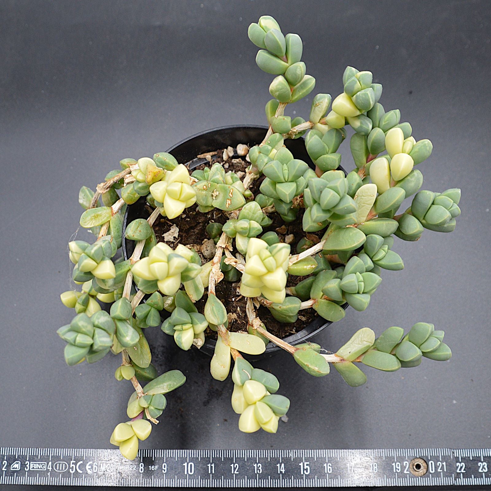 pasiora-delosperma-lehmannii-f-variegata-sukkulente-einzelst-ck image 2
