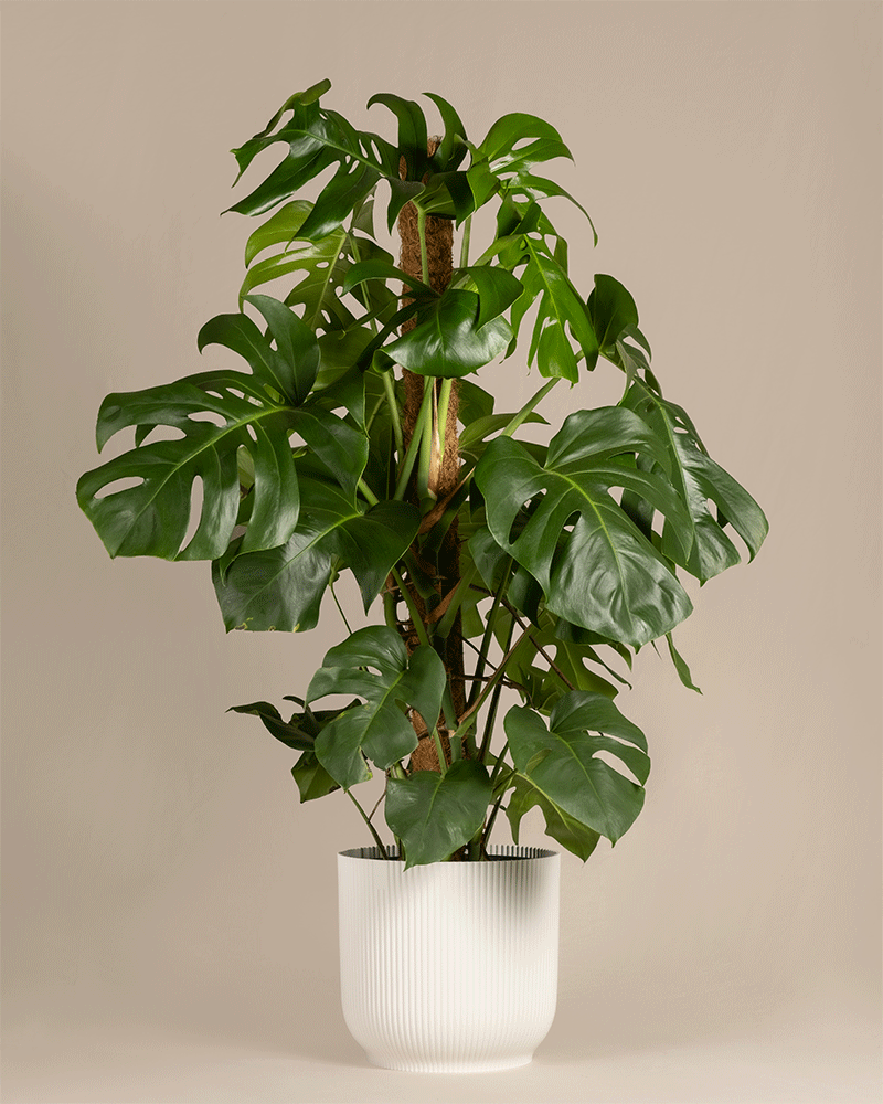 feey-monstera-xl-monstera-deliciosa-fensterblatt-zimmerpflanze-gro image 6