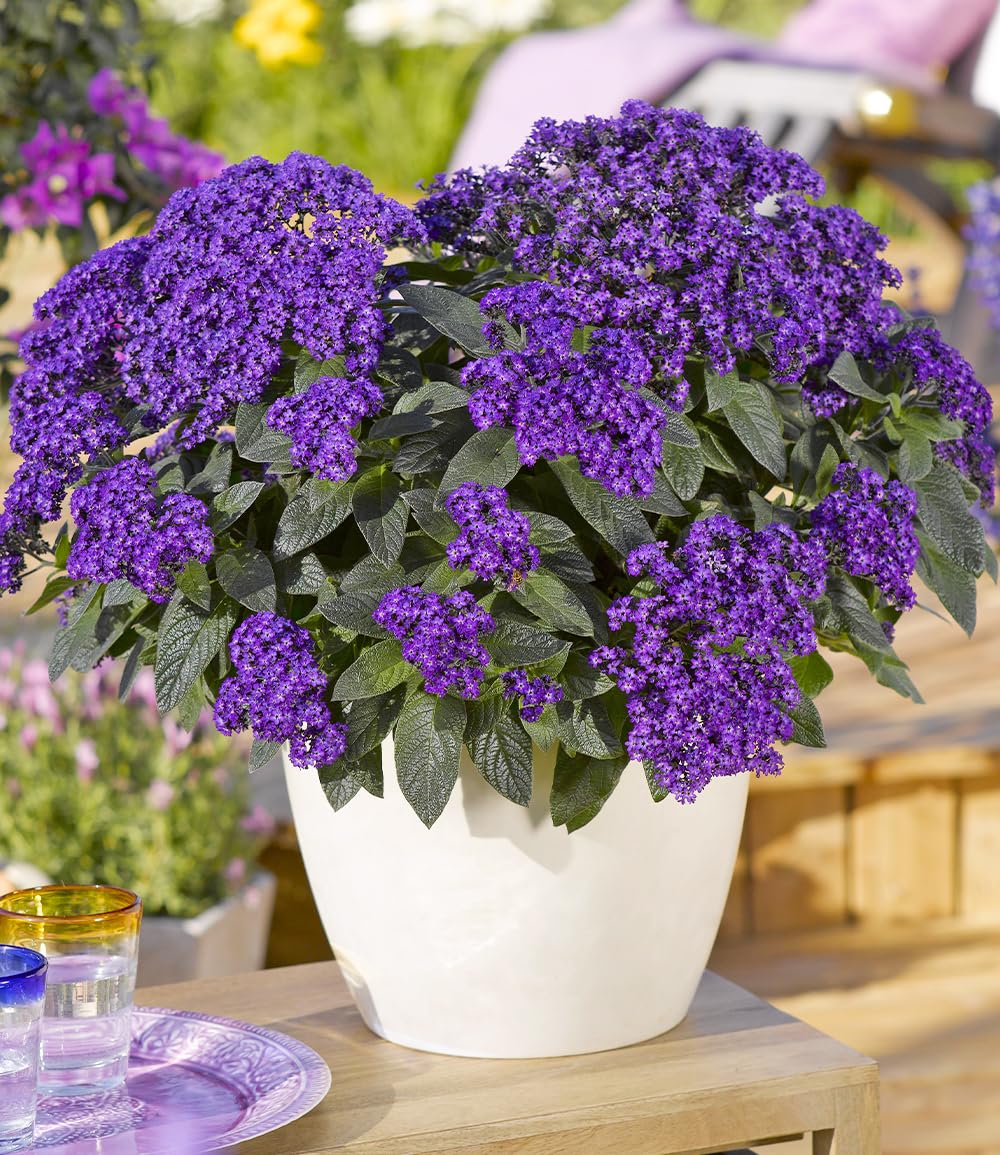 baldur-garten-3x-duft-vanilleblume-honey-blue-10-5-cm-topf image 1