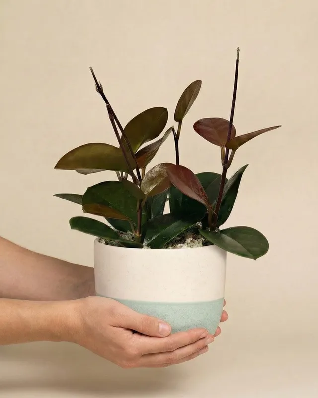 feey-hoya-australis-porzellanblume-zimmerpflanze-klein-schweiz image 1
