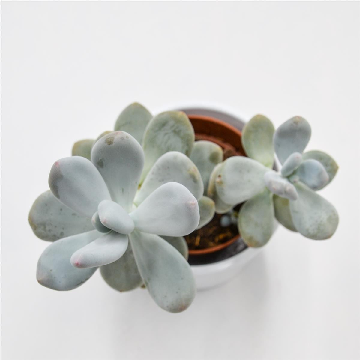 pasiora-pachyphytum-bracteosum-dickblatt-8-5cm image 1