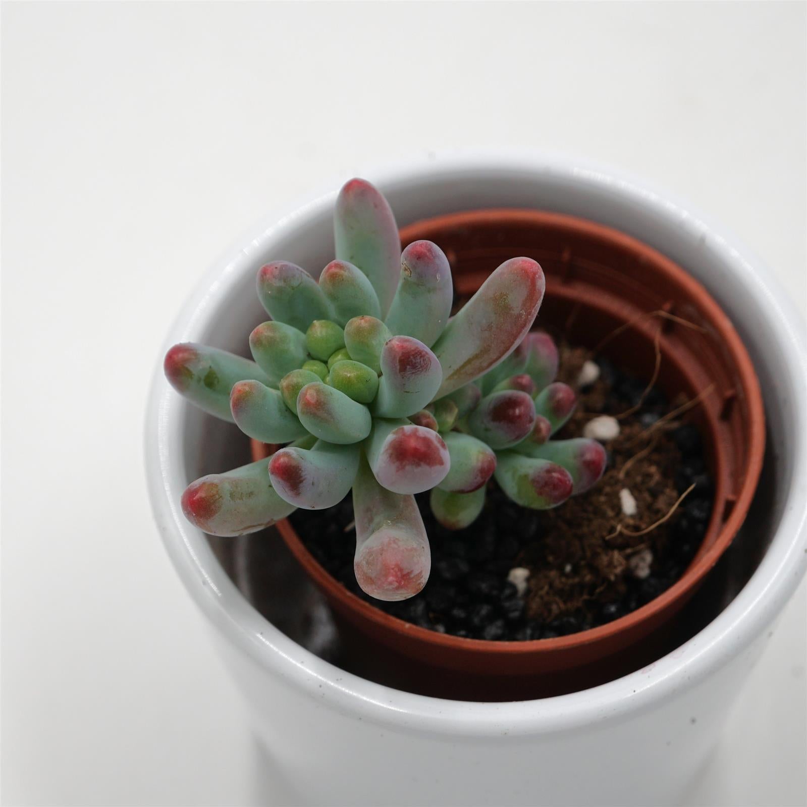 pasiora-sedum-weisneus-5-5-cm-sukkulente image 1