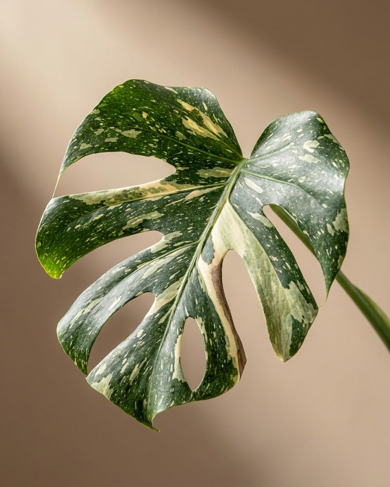 feey-monstera-thai-constellation-gro-panaschiert-schweizer-gew-chs image 2