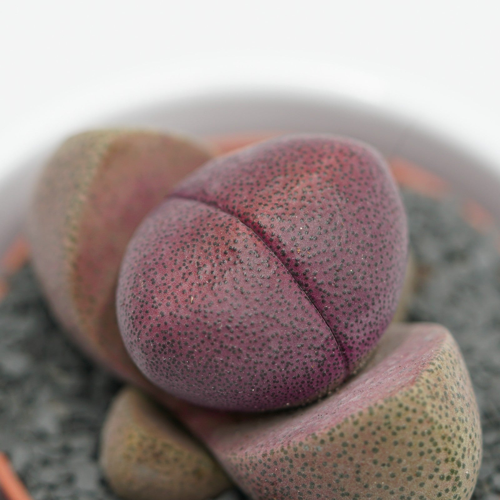 pasiora-pleiospilos-nelii-v-rubra-sukkulente-5-5cm-topf image 3