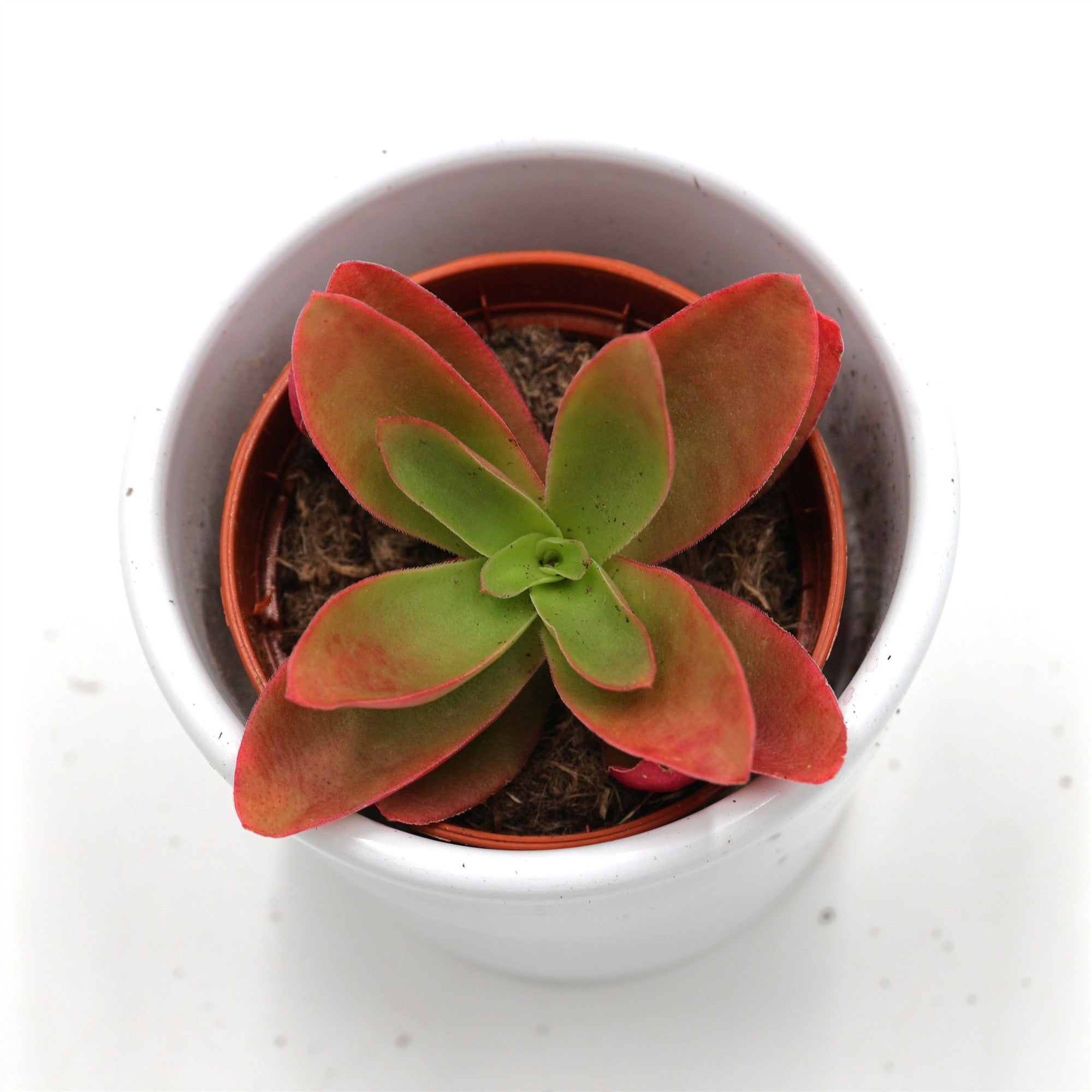 pasiora-crassula-capitella-campfire-sukkulente-5-5cm image 1