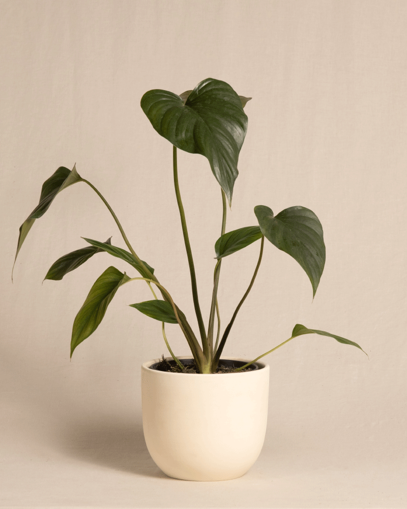 feey-homalomena-rubescens-black-zimmerpflanze-im-topf image 6