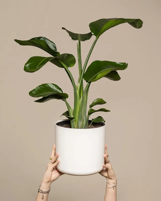 feey-gro-e-strelitzie-strelitzia-nicolai-zimmerpflanze image 1
