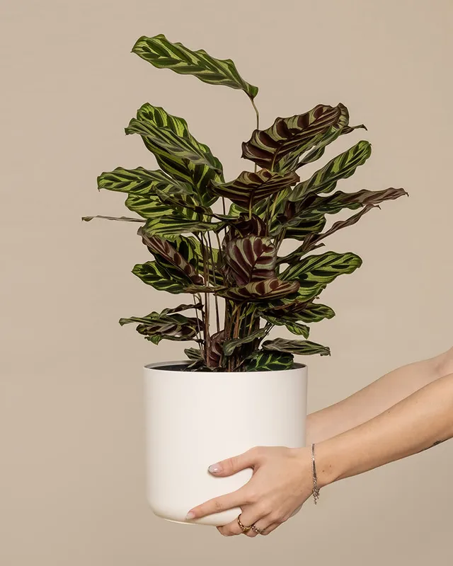 feey-pfauen-korbmarante-calathea-makoyana-zimmerpflanze-gro image 1