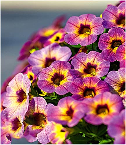 baldur-garten-zaubergl-ckchen-chameleon-blueberry-scone-calibrachoa-3-pflanzen image 3