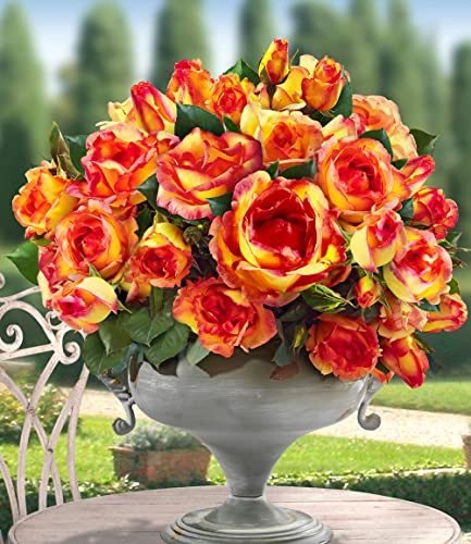 baldur-garten-delbard-kletterrose-parure-d-or-wurzelnackt image 8