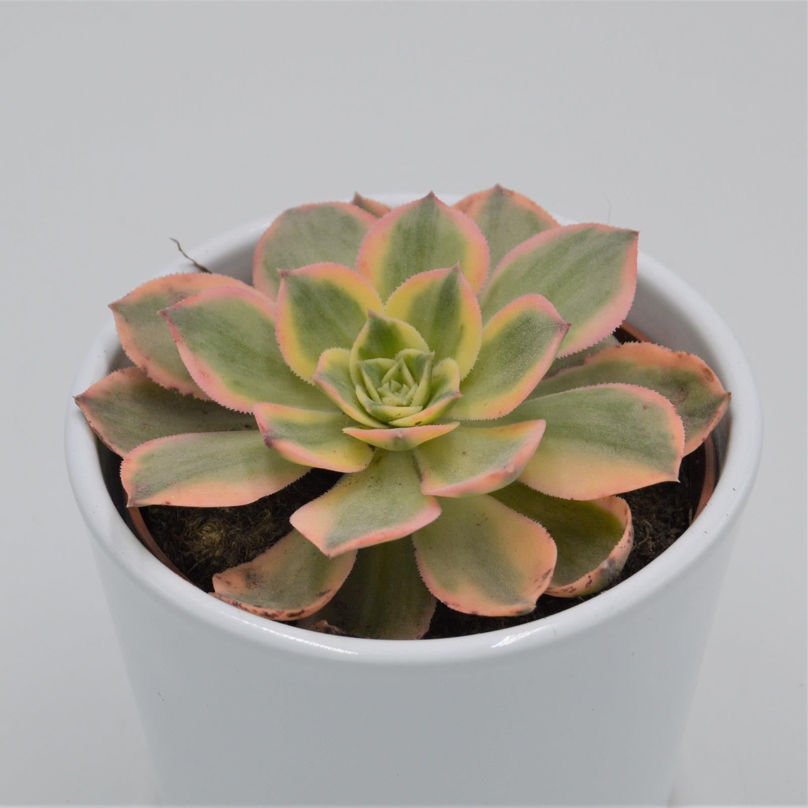 pasiora-aeonium-sunrise-sukkulente-10-5-cm image 2