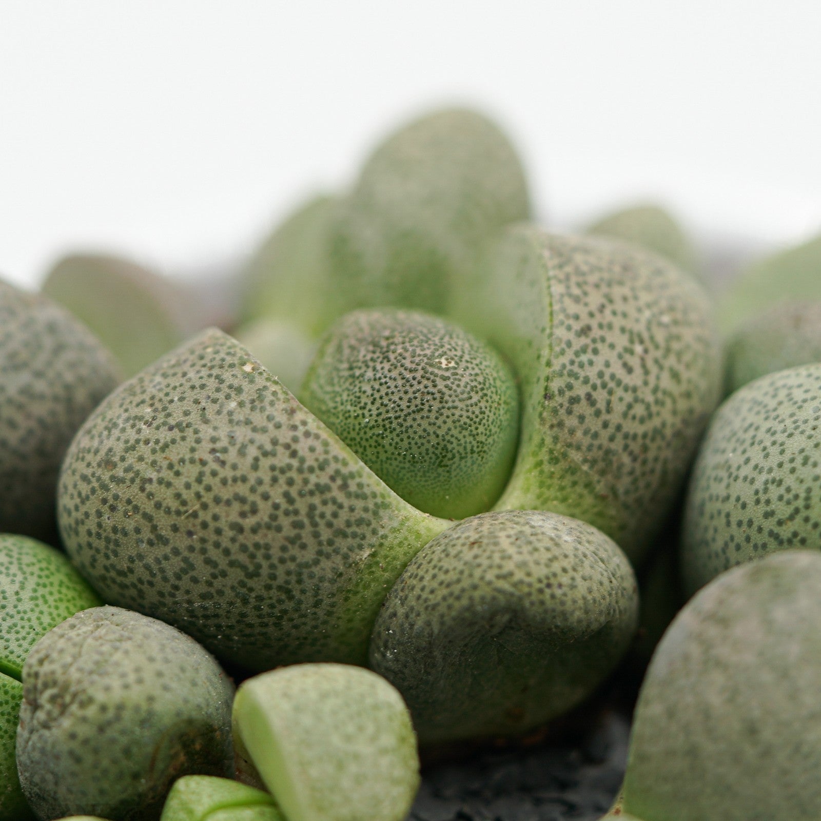 pasiora-pleiospilos-nelii-lebender-stein-8-5cm-topf image 4