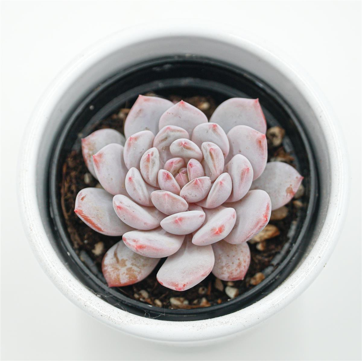 pasiora-echeveria-monroe-star-orange-sukkulente-6cm image 2