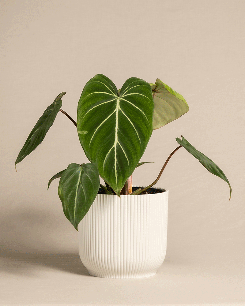 feey-philodendron-gloriosum-zimmerpflanze-mit-samtbl-ttern image 7