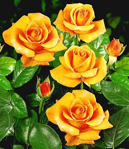 baldur-garten-duftende-edelrose-maja-oetker-wurzelballiert image 4
