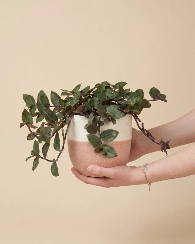 feey-tradescantia-bunny-bellies-dreimasterblume-hydro-zimmerpflanze image 1