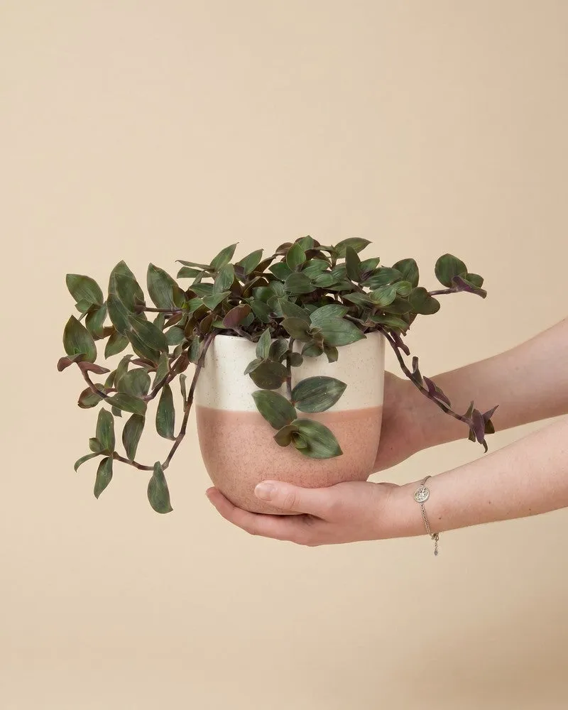 feey-tradescantia-bunny-bellies-dreimasterblume-hydro-zimmerpflanze image 1