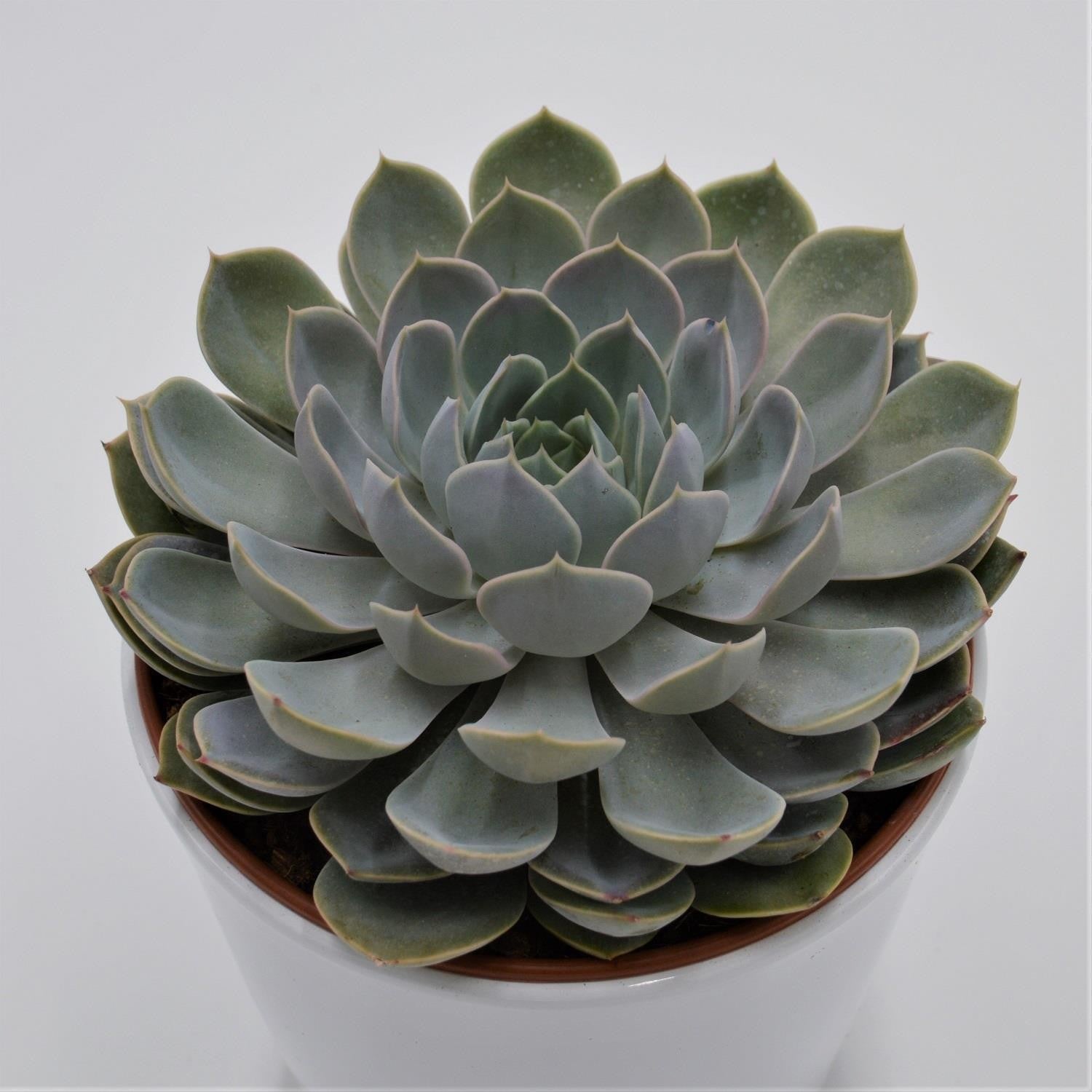 pasiora-echeveria-grande-cinza-sukkulente-im-15cm-topf image 1