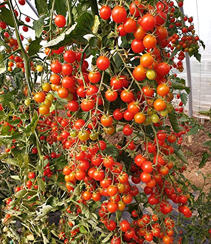 baldur-garten-snack-tomate-perlino-cherrytomate-2-pflanzen-im-10-5cm-topf image 6