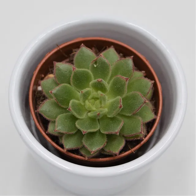pasiora-echeveria-derosa-herr-herrsblute-sukkulente-5-5cm image 1