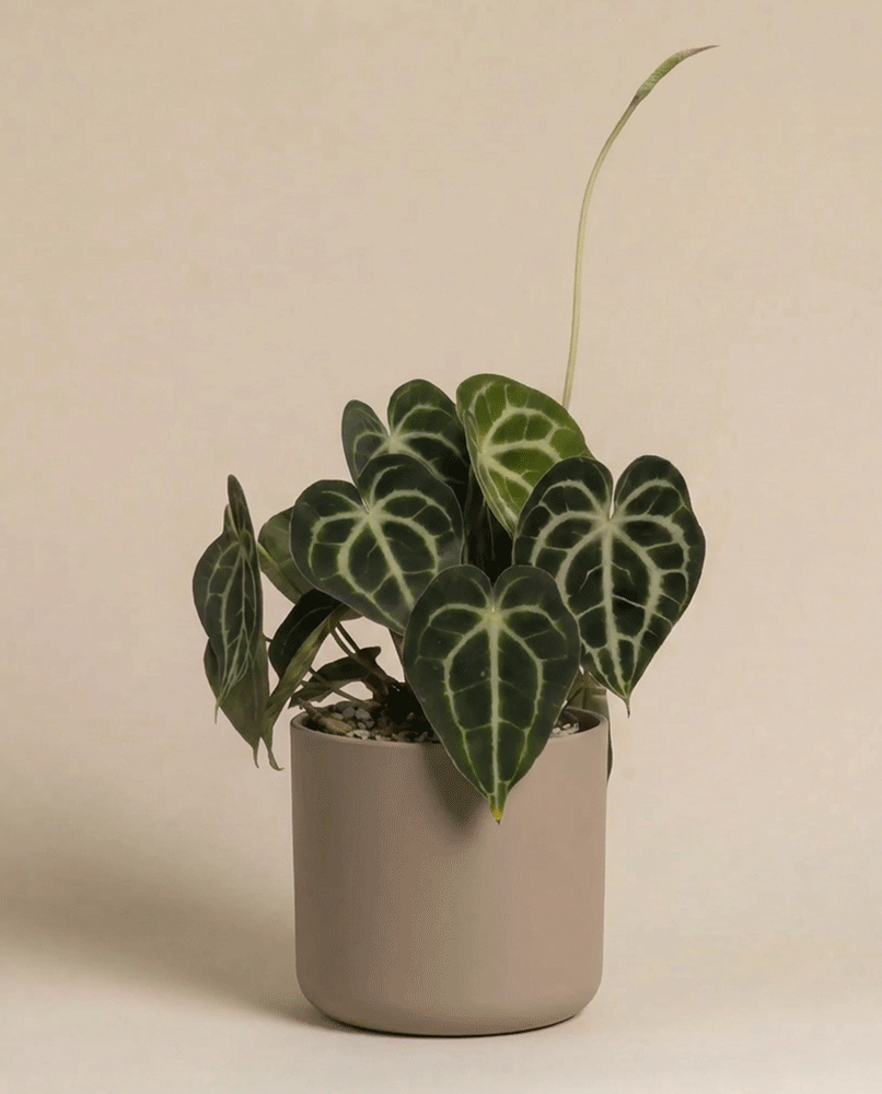 feey-anthurium-clarinervium-zimmerpflanze-herzblattblume-2 image 7