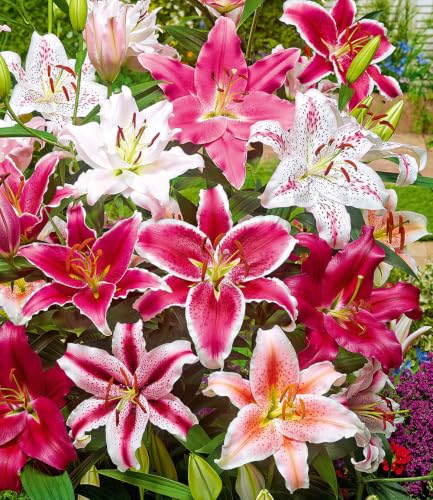 baldur-garten-lilien-mix-parfum-5er-blumenzwiebeln-14-16-cm-umfang image 4