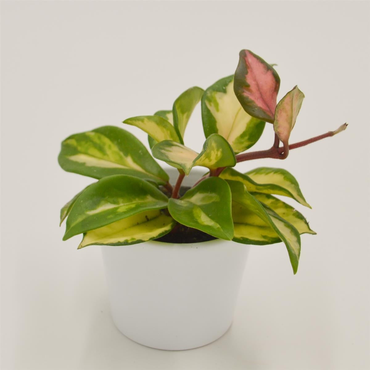 pasiora-hoya-carnosa-tricolor-wachsblume-6cm-topf image 2
