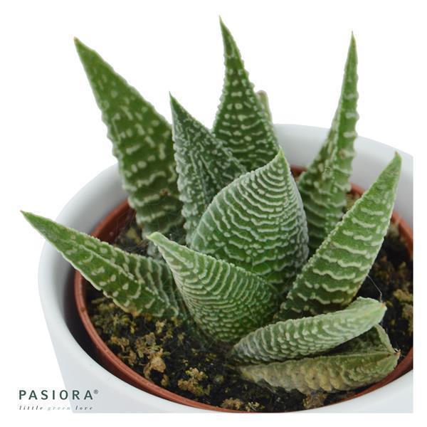 pasiora-haworthia-fasciata-zebra-sukkulente-6-cm image 1