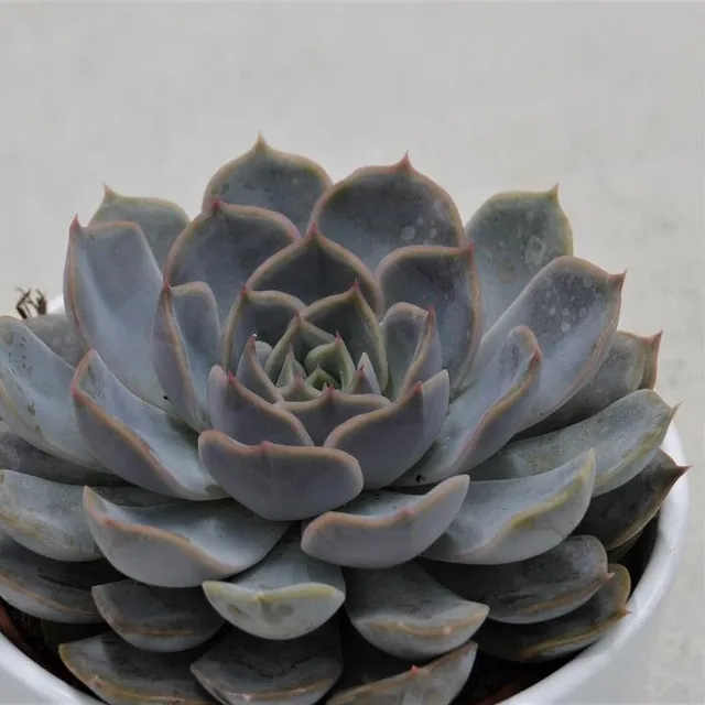 pasiora-echeveria-orion-sukkulente-10-5-cm image 1