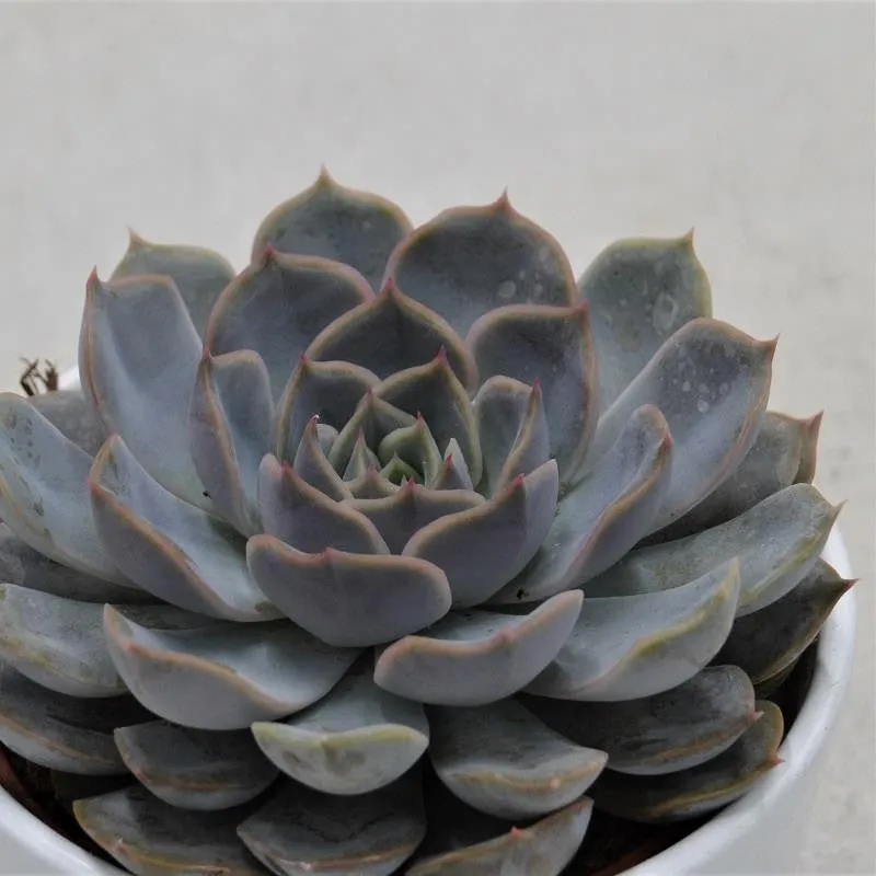 pasiora-echeveria-orion-sukkulente-10-5-cm image 1