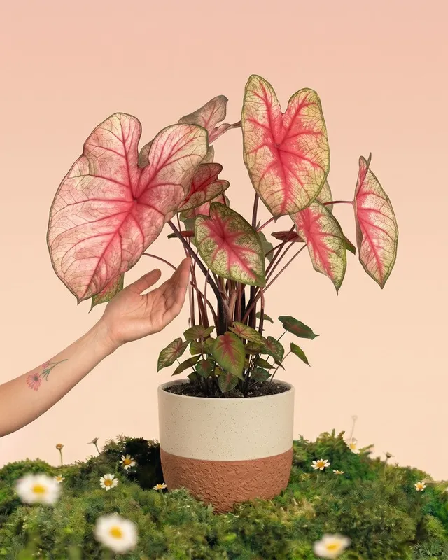 feey-caladium-party-punch-buntwurz-pink image 1