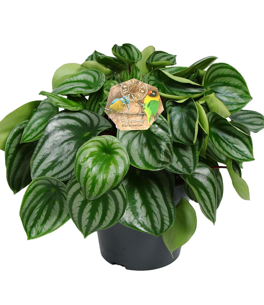 baldur-garten-peperomia-watermelon-17-cm-topf image 2