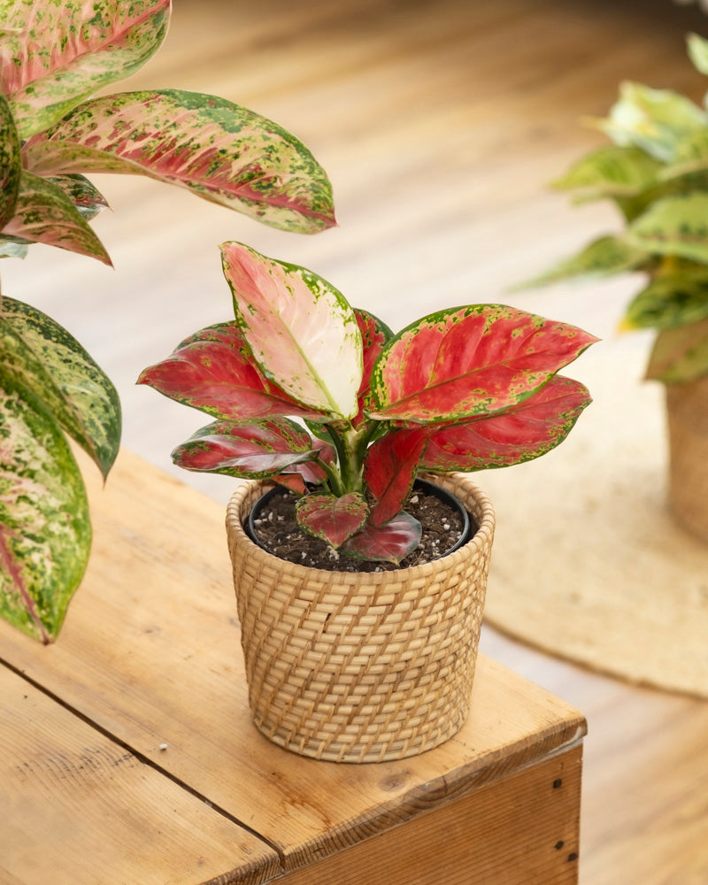 feey-aglaonema-cayenne-red-zimmerpflanze image 4