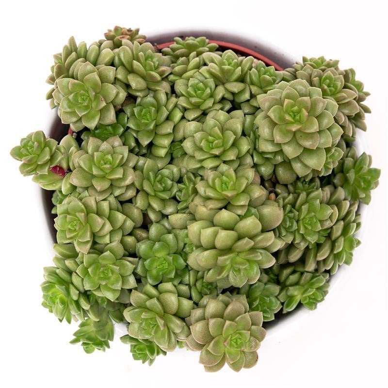 pasiora-cremnosedum-little-gem-sukkulente-8-5cm-topf image 1
