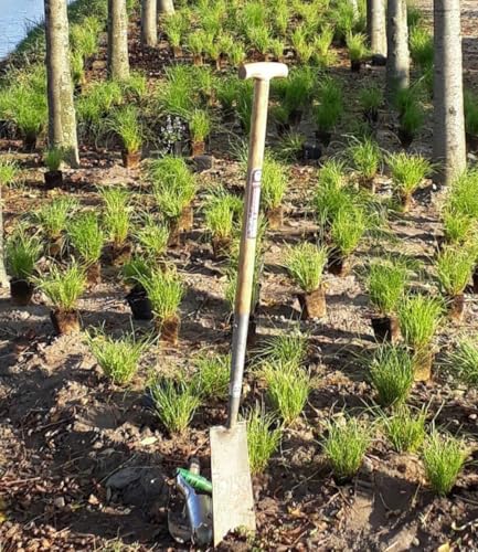 baldur-garten-gr-ser-teppich-carex-remota-15x-im-9x9-cm-topf image 6