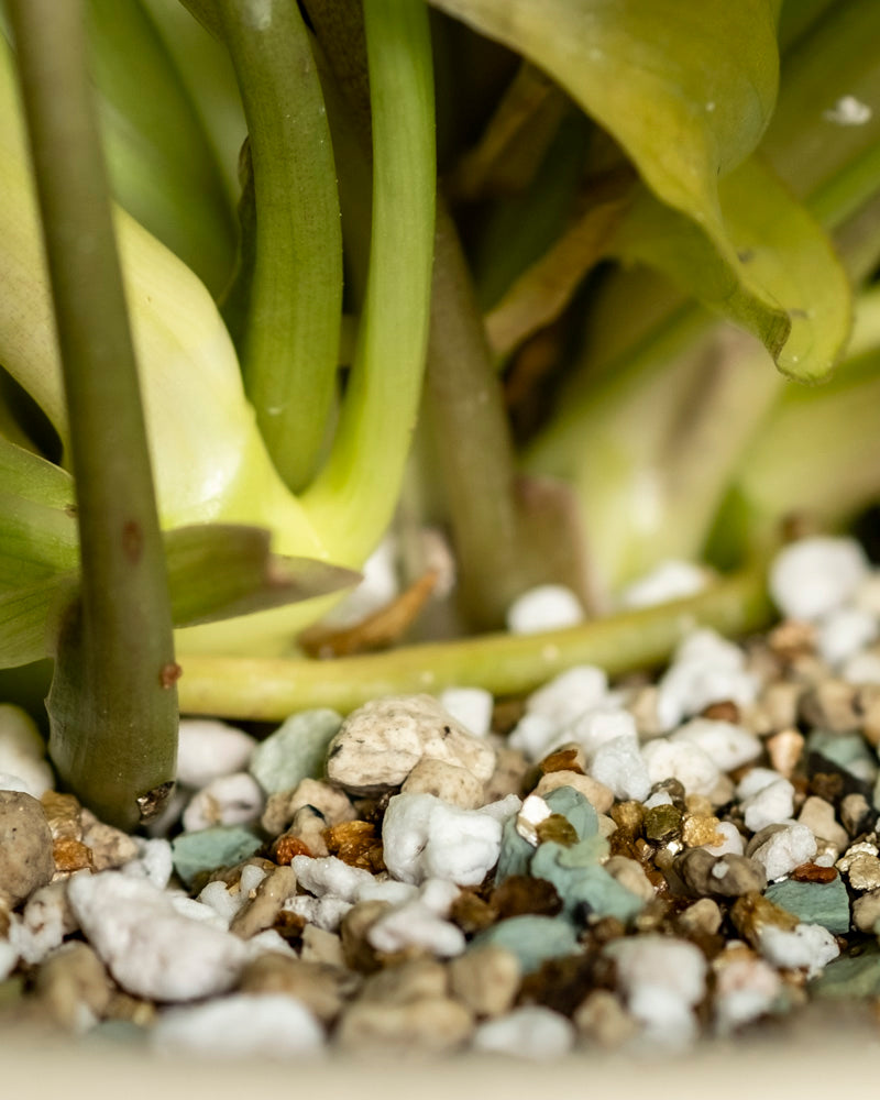feey-philodendron-burle-marx-variegata-zimmerpflanze-rarit-t image 8