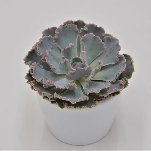 pasiora-echeveria-cheyenne-sukkulente-5-5cm image 1