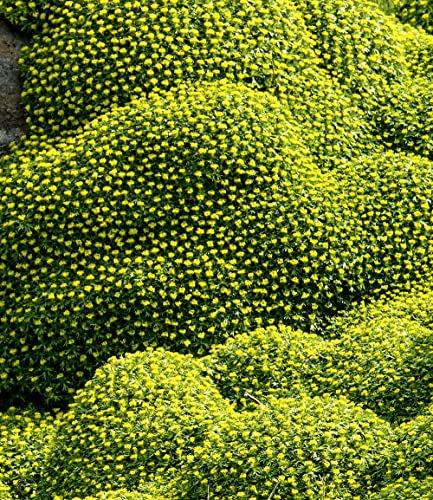 baldur-garten-2x-andenpolster-azorella-trifurcata-im-9x9-cm-topf image 6