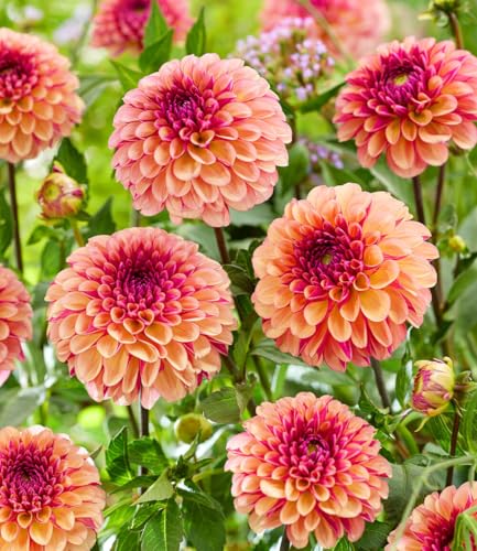 baldur-garten-dahlie-palmares-2-knollen-gr-e-i image 2