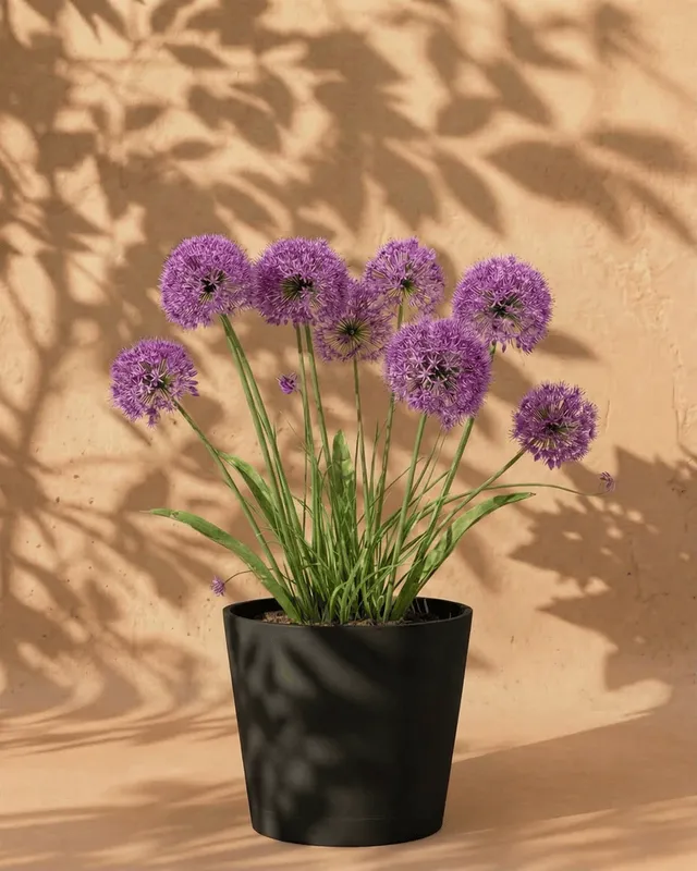 feey-allium-lila-zwiebeln-bienen-berglauch image 1