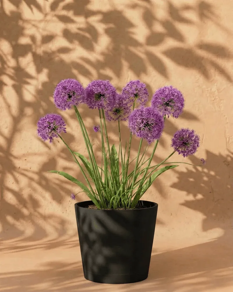 feey-allium-lila-zwiebeln-bienen-berglauch image 1