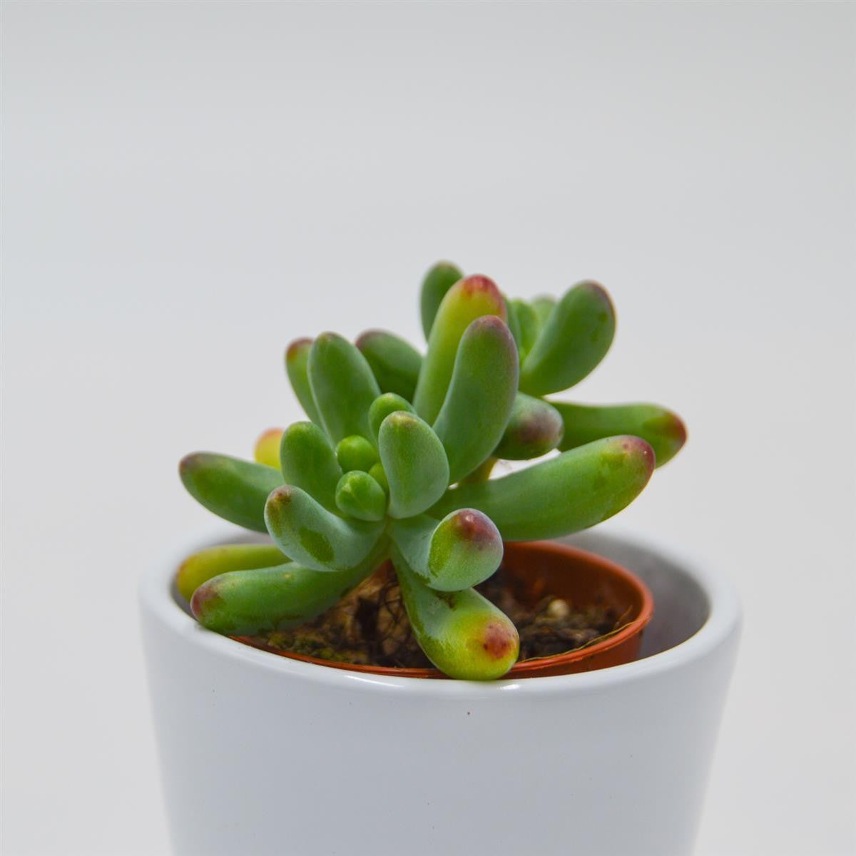 pasiora-sedum-weisneus-5-5-cm-sukkulente image 4