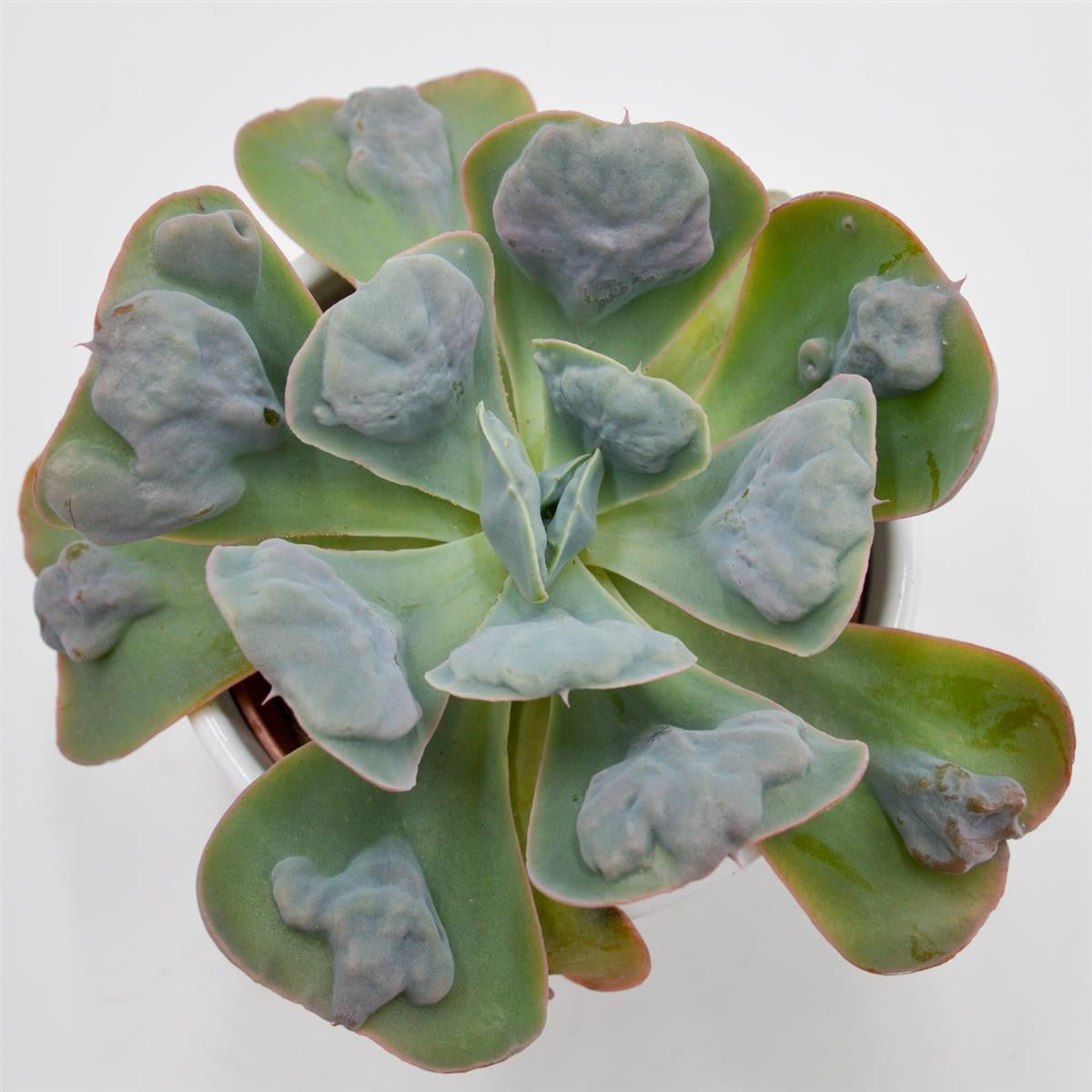 pasiora-echeveria-hearts-delight-sukkulente-10-5cm-topf image 1