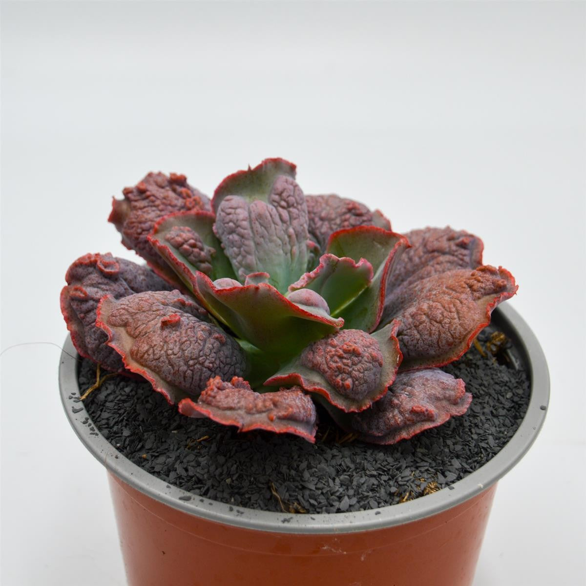 pasiora-echeveria-dick-wright-echeverie-13cm-topf image 2