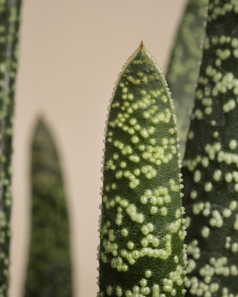 feey-gasteria-verrucosa-sukkulente-zimmerpflanze image 8