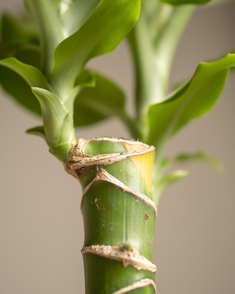 feey-drachenbaum-dracaena-fragrans-zimmerpflanze-klein image 2