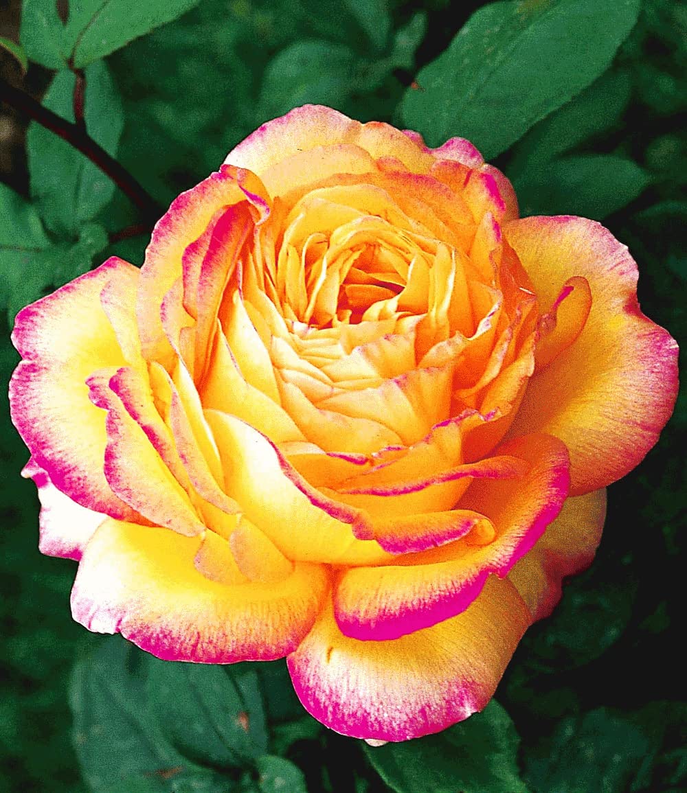baldur-garten-kollektion-parfum-rosen-5-winterharte-duftrosen-delbard image 6