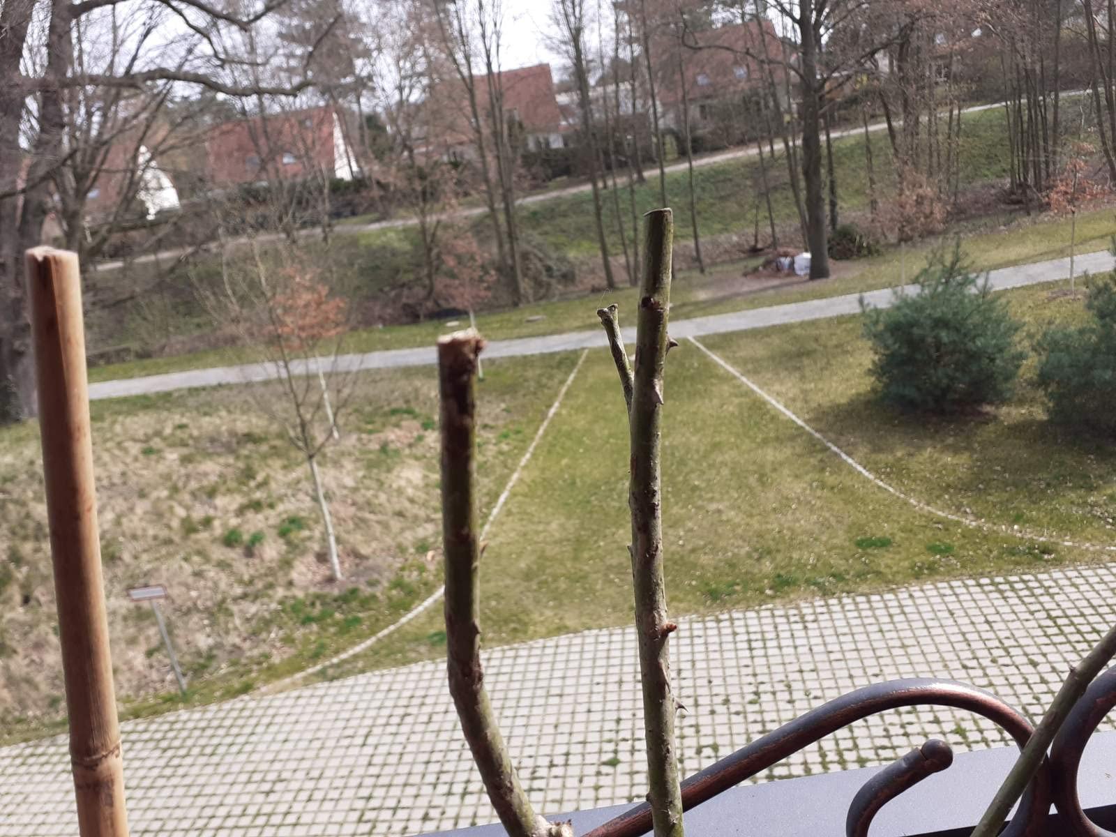 Leider nur eine Knospe