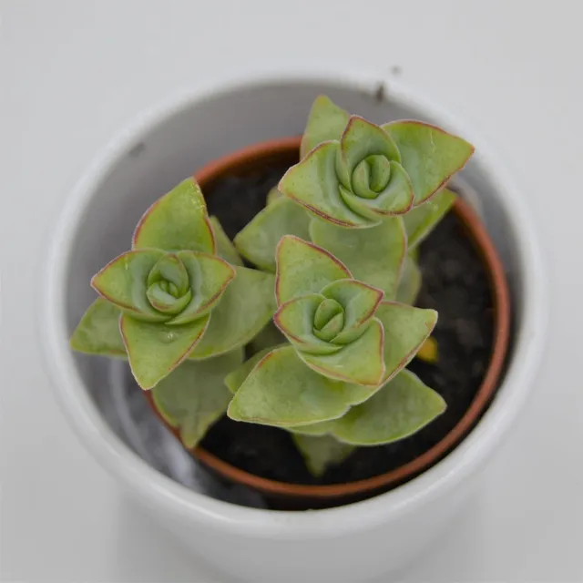 pasiora-crassula-perforata-giant-sukkulente-5-5cm-topf image 1
